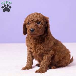 Milo, Miniature Poodle Puppy